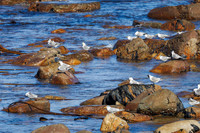 CapeTownArea2829April2026-12