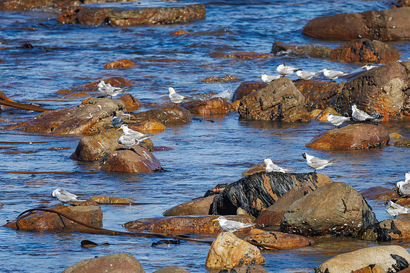 CapeTownArea2829April2026-12