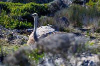 CapeTownArea2829April2026-14