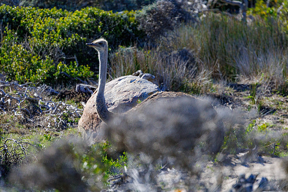 CapeTownArea2829April2026-14