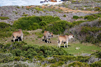 CapeTownArea2829April2026-16