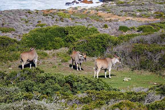 CapeTownArea2829April2026-16