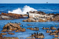 CapeTownArea2829April2026-10