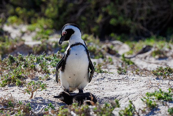 CapeTownArea2829April2026-28