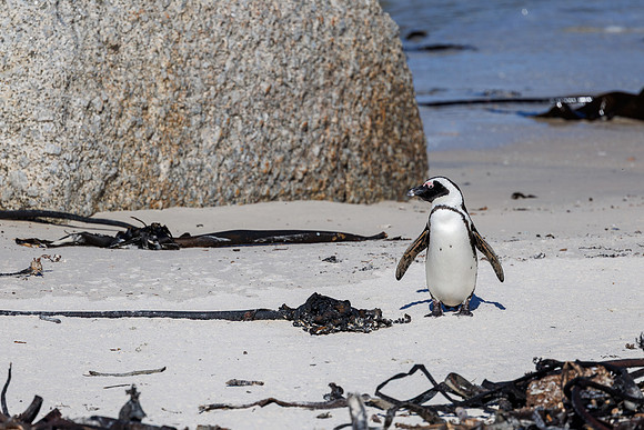 CapeTownArea2829April2026-29