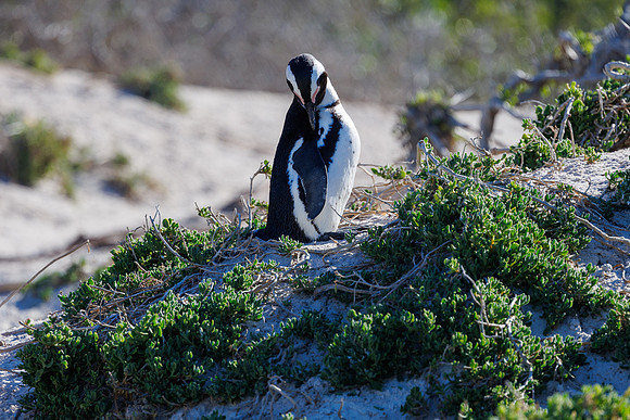 CapeTownArea2829April2026-32