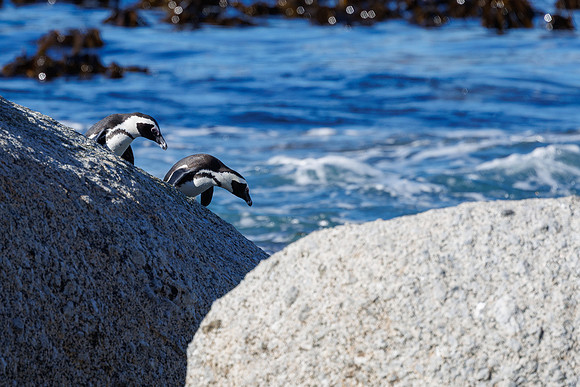 CapeTownArea2829April2026-34