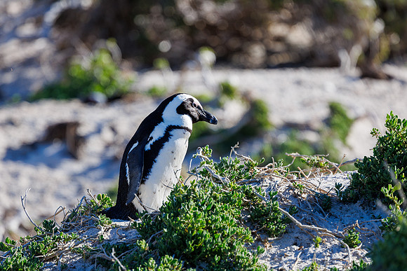 CapeTownArea2829April2026-33