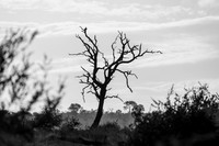 KrugerArea01May2026-5
