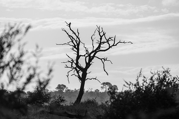KrugerArea01May2026-5