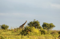 KrugerArea01May2026-6