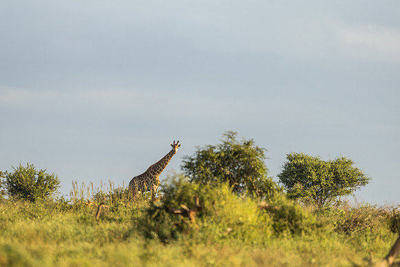 KrugerArea01May2026-6