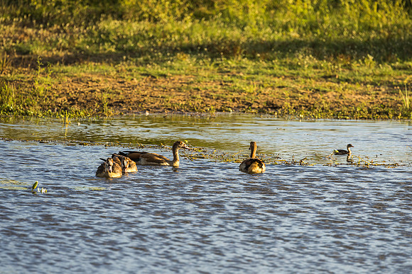 KrugerArea01May2026-7