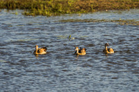KrugerArea01May2026-8