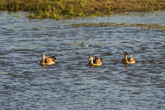 KrugerArea01May2026-8