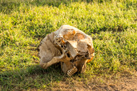 KrugerArea01May2026-9