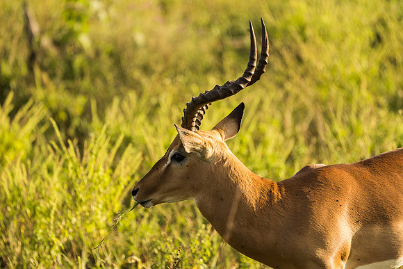 KrugerArea01May2026-4