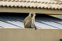 Kruger Area