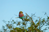 KrugerArea01May2026-13