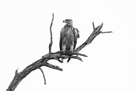 KrugerArea01May2026-14