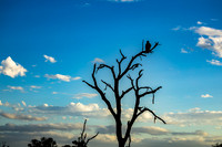 KrugerArea01May2026-15