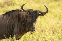 KrugerArea01May2026-2