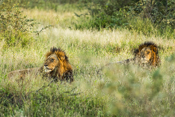 KrugerArea01May2026-19