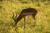 KrugerArea01May2026-3