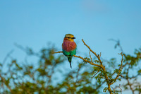 KrugerArea01May2026-12