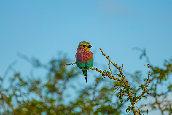 KrugerArea01May2026-12