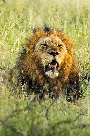 KrugerArea01May2026-20