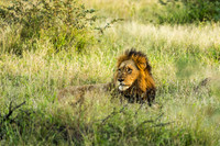 KrugerArea01May2026-18