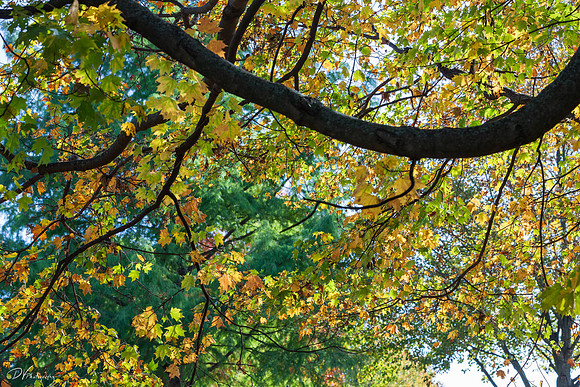 Fall in Gettysburg