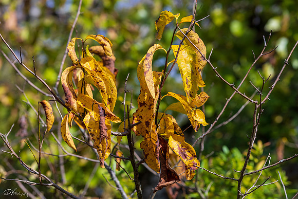 Fall in Gettysburg