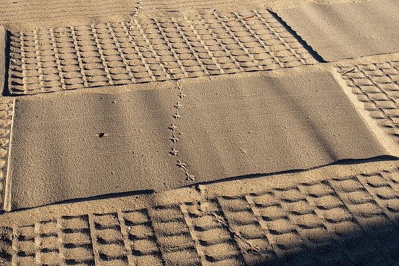 Bird Track in Sand Pattern