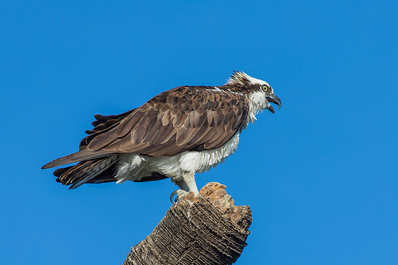 Sea Eagle
