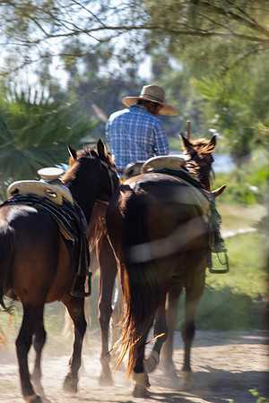 Equine Motion