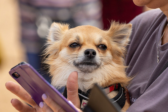 Even pets have a stiff upper lip
