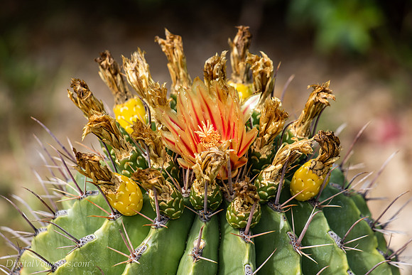 Cactus Bloom at the Tropic of Cancer