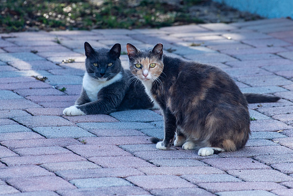 Cat Meeting