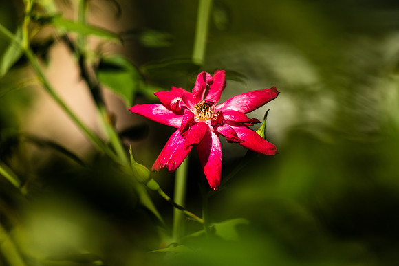 Framed Flower