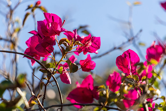 Pretty Flowers