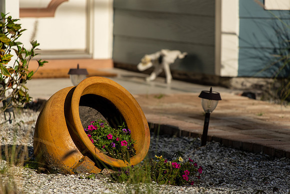 Flower Pot and Pooch