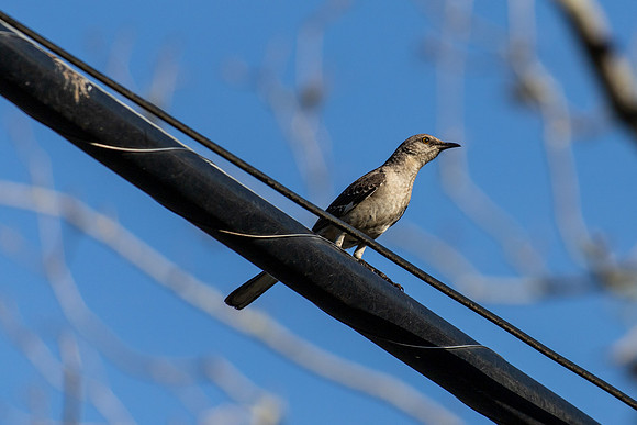 Bird on a Wire